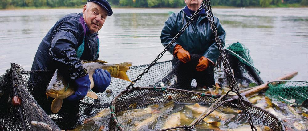 Abfischen. Fischer Ottfried Wuschke (l.) von der Altfriedländer Fischerei zeigt in einem abgelassenen Hälterteich einen prächtigen Karpfen. In Altfriedland wird seit 1960 die Karpfenzucht betrieben.