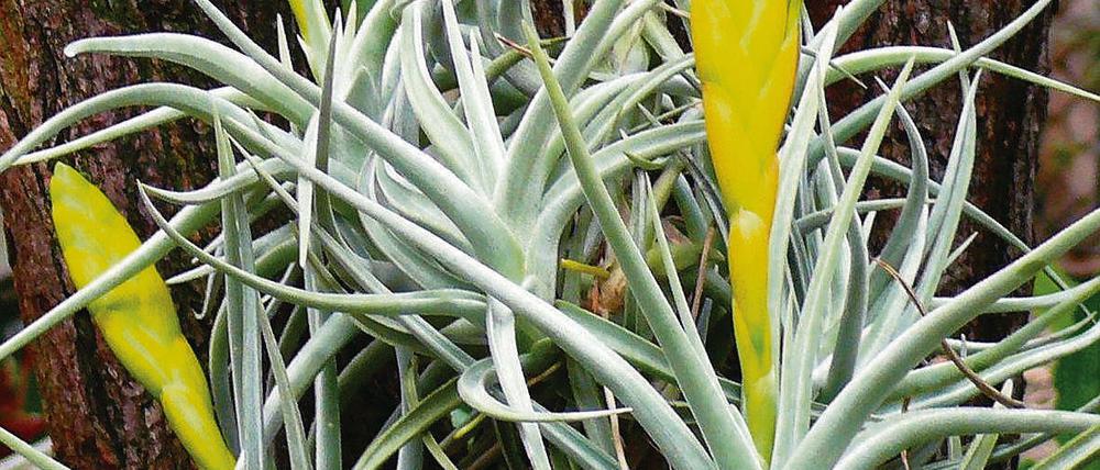 Goldgelbe Blüten auf silbergrauem Laub  die Tillandsia lotteae.