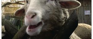 Schafe in Gefahr? Exotische Tierseuchen nehmen zu.