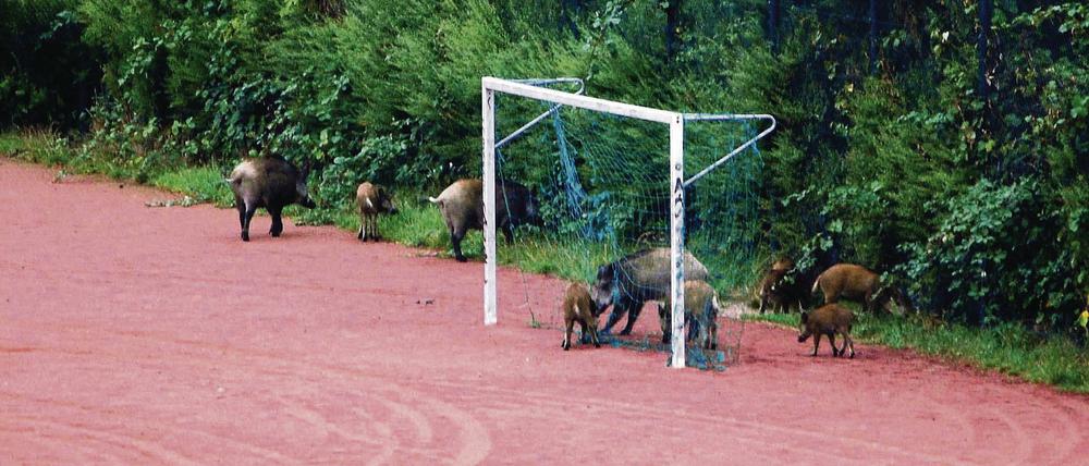 Sportliche Betätigung Wildschweine in Kleinmachnow.