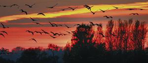 Nichts wie weg, der Winter naht. Kraniche überfliegen ein Feld im Linumer Bruch.