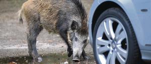 Tier und Technik. Wildschweine scheuen die Nähe zum Menschen oft nicht.
