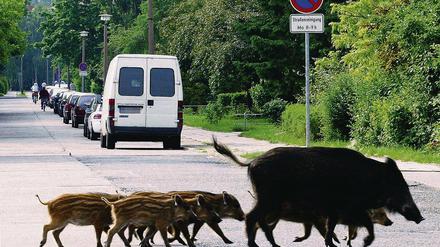 Auf der Landflucht. Wildschweine kommen immer öfter aus dem Wald in die Gärten der Stadt.
