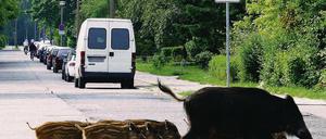 Auf der Landflucht. Wildschweine kommen immer öfter aus dem Wald in die Gärten der Stadt.