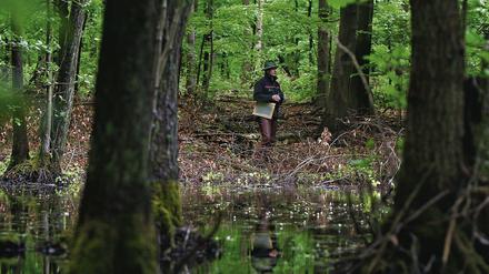 Mann im Moor. Dieser Revierförster arbeitet auf morastigem Untergrund im 100 Jahre alten Naturschutzgebiet Plagefenn im Biosphärenreservat Schorfheide-Chorin. Spaziergänger sollten hier nur auf erlaubten Pfaden wandeln  um sich und das Moor zu schützen.