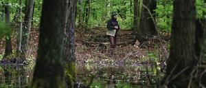 Mann im Moor. Dieser Revierförster arbeitet auf morastigem Untergrund im 100 Jahre alten Naturschutzgebiet Plagefenn im Biosphärenreservat Schorfheide-Chorin. Spaziergänger sollten hier nur auf erlaubten Pfaden wandeln  um sich und das Moor zu schützen.