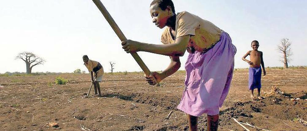 &#Musterbeispiel Malawi. Steigende Lebensmittelpreise führen in Afrika zu Hunger. Statt teurer Importe könnten jedoch auch vorhandene Reserven besser genutzt werden. In Malawi klappt das bereits, das Land kann sich selbst versorgen. Zur Nahrungsmittelproduktion tragen neben Großproduzenten auch Kleinbauern bei.