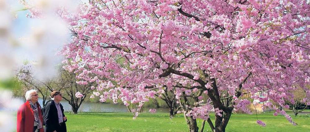 Modellregion Potsdam. Während sich die Erde erwärmt, müsste sich auch das Klima in der Gesellschaft ändern, so die Mitglieder des Innovationskollegs. Potsdam  hier die Blüte der japanischen Kirsche  dient ihnen als Labor.