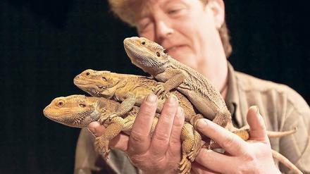 Australische Echsen. Die Bartagamen von Filmtiertrainer Gerhard Harsch sehen kratziger aus als sie sind. Filmpark-Besucher können sie beim neuen Filmtier-Quiz erleben.