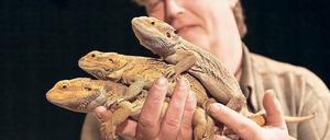 Australische Echsen. Die Bartagamen von Filmtiertrainer Gerhard Harsch sehen kratziger aus als sie sind. Filmpark-Besucher können sie beim neuen Filmtier-Quiz erleben.