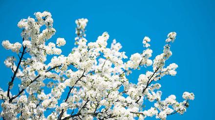Blütenpracht am 20. April 2010. Diesmal beginnt die Süßkirsch-Blüte zeitiger.