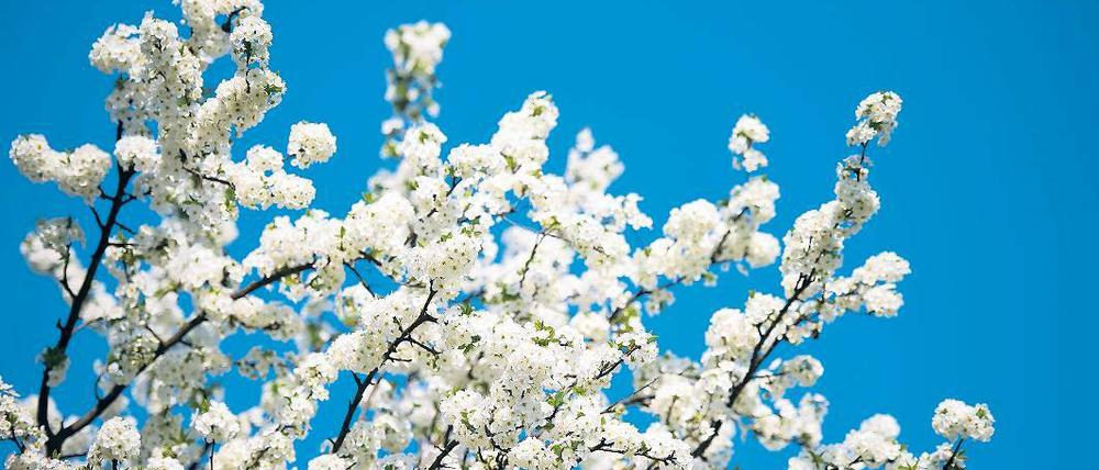 Blütenpracht am 20. April 2010. Diesmal beginnt die Süßkirsch-Blüte zeitiger.