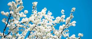 Blütenpracht am 20. April 2010. Diesmal beginnt die Süßkirsch-Blüte zeitiger.