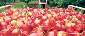 Große Nachfrage. Obst und Gemüse aus Werder an den Einzelhandel zu verkaufen ist laut Frucht-Express kein Problem.
