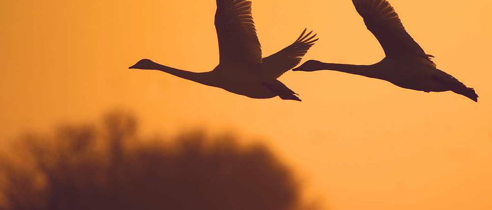 Der Sonne entgegen. Die einzigartige Auenlandschaft Unteres Odertal erhielt 1995 den Schutzstatus. Seitdem gilt das Gebiet ein wichtiger Vogelrast- und Brutplatz als Brandenburgs einziger Nationalpark.