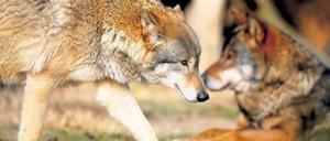 Verrufen. Obwohl Wölfe als menschenscheu gelten, stößt die Rückkehr des Räubers nach Deutschland unter anderem bei Jägern auf Ablehnung. Trotz Verbots kommt es immer wieder zu illegalen Abschüssen. Auch hinter der Tat bei Jüterbog wird ein Jäger vermutet.