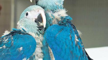 Artenerhalt. Die Spix-Aras Kiki (l) und Felix gehören zur bedrohten Papageienart.