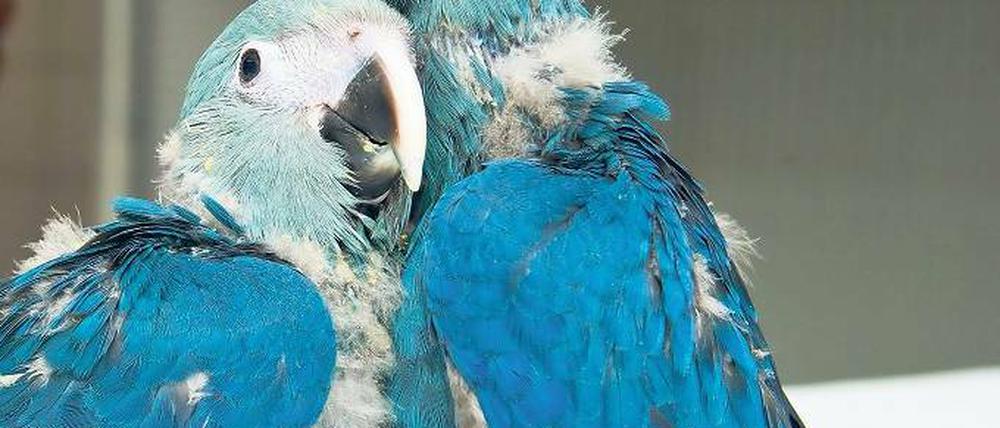 Artenerhalt. Die Spix-Aras Kiki (l) und Felix gehören zur bedrohten Papageienart.