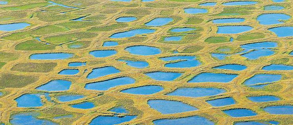Frostmuster. Durch ständiges Auftauen und Frieren entstehen im Boden senkrechte, wabenförmige Risse. Sie füllen sich mit grobem Kies und Wasser. Je häufiger es Frost gibt, desto stärker werden die Ränder durch die Ausdehnung des Eises nach oben gewölbt. Das Innere der metergroßen Strukturen sinkt ab und lässt im Sommer zahlreiche Tümpel entstehen.
