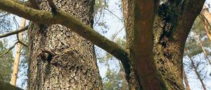 Das Revier Flottstelle ist von Eichen geprägt. Der Eichenprozessionsspinner setzt den Bäumen zu.