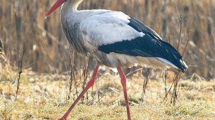 Heimkehrer. Ein Weißstorch auf einer Wiese in Bad Freienwalde.