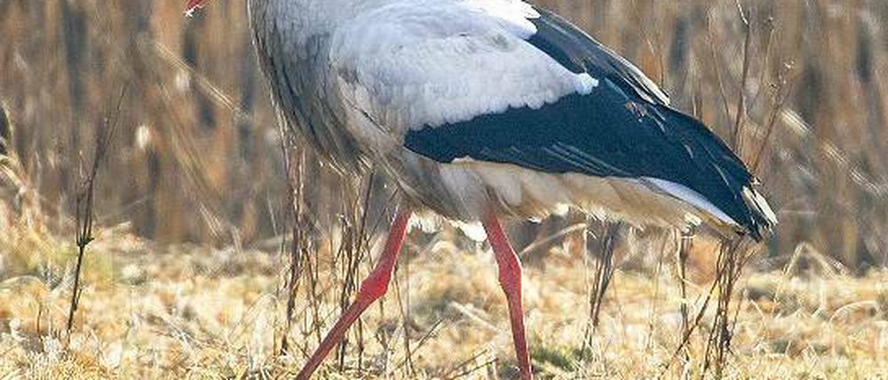 Heimkehrer. Ein Weißstorch auf einer Wiese in Bad Freienwalde.