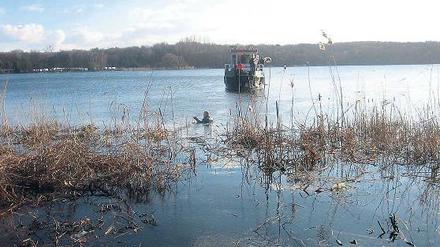 Im kalten Wasser. Der Taucher Daniel Ritsche war in dieser Woche im Auftrag der Seefestspiele vor Hermannswerder unterwegs und hat Seerosen kartiert. Naturschützer befürchten die Beschädigung des Pflanzengürtels durch das geplante Opern-Festival.