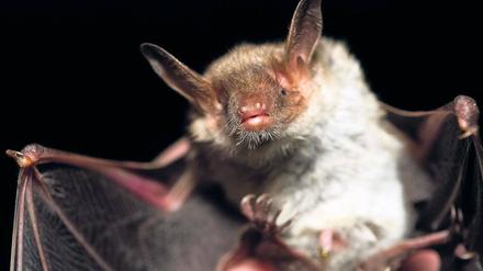Gezählt und begutachtet. Ein BUND-Helfer hält eine Mausohr-Fledermaus in der Hand. Alljährlich im Januar werden die vom Aussterben bedrohten Wintergäste von Naturschützern gezählt. Die seit Kriegsende leerstehende Brauerei-Ruine gilt als eines der bedeutendsten Fledermaus-Winterquartiere in der Bundesrepublik.