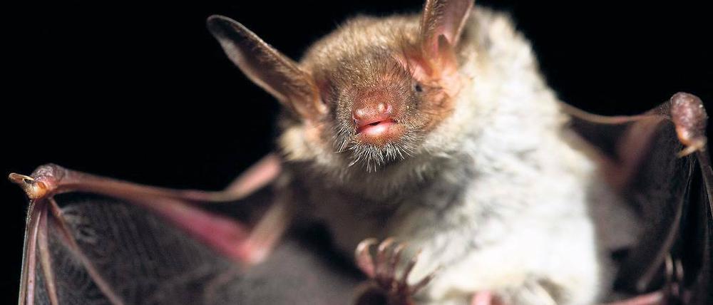 Gezählt und begutachtet. Ein BUND-Helfer hält eine Mausohr-Fledermaus in der Hand. Alljährlich im Januar werden die vom Aussterben bedrohten Wintergäste von Naturschützern gezählt. Die seit Kriegsende leerstehende Brauerei-Ruine gilt als eines der bedeutendsten Fledermaus-Winterquartiere in der Bundesrepublik.