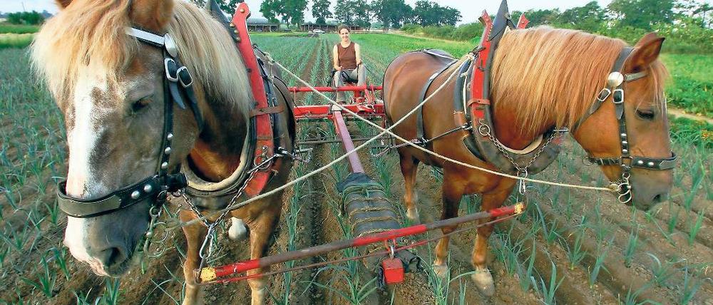 Das geht auseinander. Kleine, ortsansässige Agrarbetriebe sollen nach einem Positionspapier der CDU-Landtagsfraktion künftig stärker gefördert werden, größere Betriebe dagegen stufenweise weniger bekommen. Dies weckt den Unmut des Landesbauernverbandes.