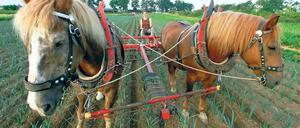 Das geht auseinander. Kleine, ortsansässige Agrarbetriebe sollen nach einem Positionspapier der CDU-Landtagsfraktion künftig stärker gefördert werden, größere Betriebe dagegen stufenweise weniger bekommen. Dies weckt den Unmut des Landesbauernverbandes.