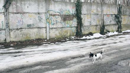 Echte Mauer oder nicht? Diese Frage erregt derzeit die Gemüter. Bündnisgrüne und FDP wollen das Mauerstück in der Bertinistraße als Erinnerungsort bewahren, die Bauverwaltung aber will es für den Ausbau der Straße abreißen und einlagern.