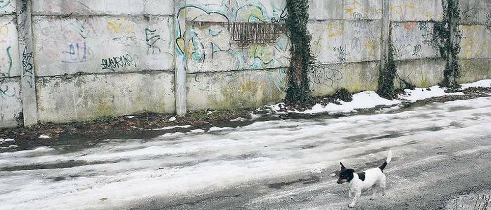 Echte Mauer oder nicht? Diese Frage erregt derzeit die Gemüter. Bündnisgrüne und FDP wollen das Mauerstück in der Bertinistraße als Erinnerungsort bewahren, die Bauverwaltung aber will es für den Ausbau der Straße abreißen und einlagern.