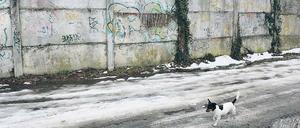 Echte Mauer oder nicht? Diese Frage erregt derzeit die Gemüter. Bündnisgrüne und FDP wollen das Mauerstück in der Bertinistraße als Erinnerungsort bewahren, die Bauverwaltung aber will es für den Ausbau der Straße abreißen und einlagern.