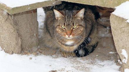 Zum eigenen Schutz: Viele Katzen sind im Heim besser aufgehoben.