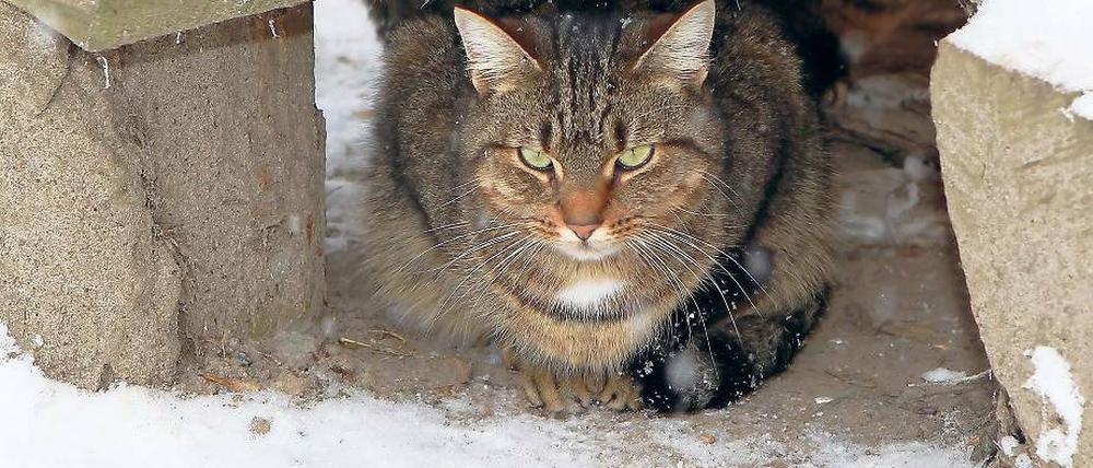 Zum eigenen Schutz: Viele Katzen sind im Heim besser aufgehoben.