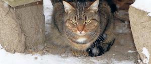 Zum eigenen Schutz: Viele Katzen sind im Heim besser aufgehoben.