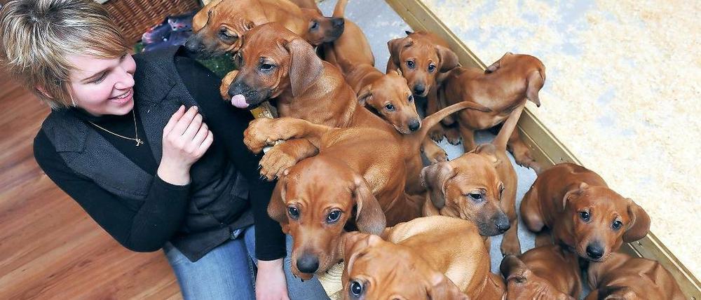 Munteres Treiben. Ramona Wegeman mit den Rhodesian-Ridgebacks-Welpen.