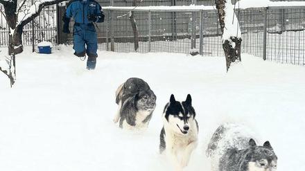 Bellen und Jaulen. Wenn Hundeschlitten-Weltmeister Dirk Grünberg in Rehbrücke die Gehege öffnet, setzen seine Huskys zum rasanten Spurt an.