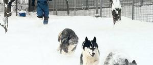 Bellen und Jaulen. Wenn Hundeschlitten-Weltmeister Dirk Grünberg in Rehbrücke die Gehege öffnet, setzen seine Huskys zum rasanten Spurt an.