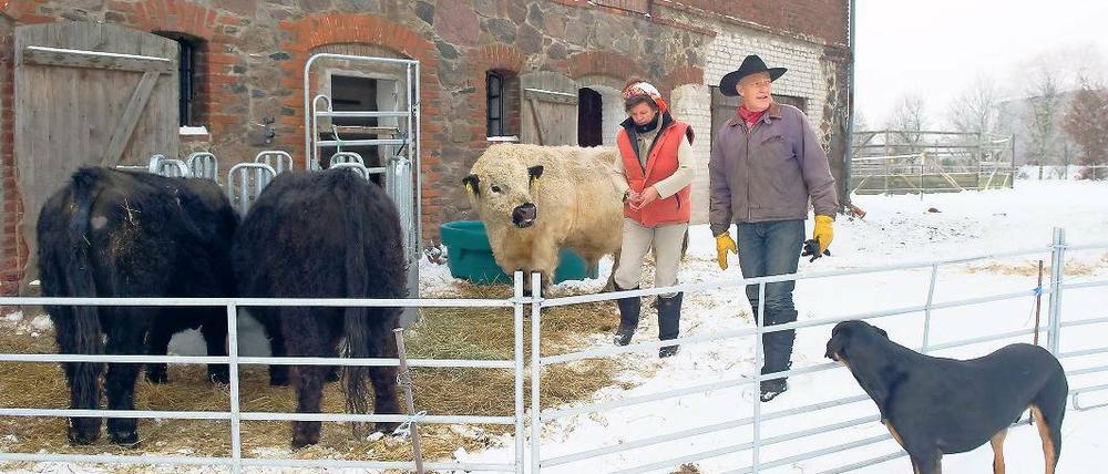 Für das ultimative Miteinander. Der TV-Moderator Dieter Moor und seine Frau mit Galloway-Rindern auf ihrem Grundstück im brandenburgischen Hirschfelde. Moor interessiert sich nicht nur für Hochkultur. Im brandenburgischen Hirschfelde betreibt er seit sieben Jahren einen Öko-Bauernhof.