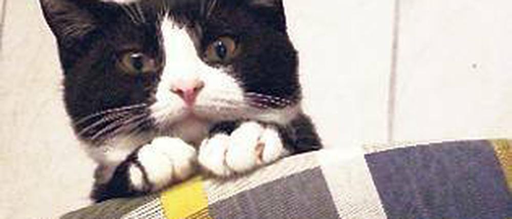 Allein in Glindow wurden über 100 Wildkatzen aus der Region abgegeben.