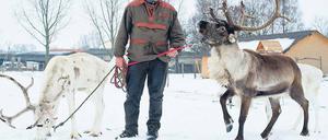 Abgestumpft. Der Rentierzüchter Golz beschallt die Tiere auf seiner Farm unter anderem mit einer DVD von einem Live-Auftritt des Komikers Mario Barth, um sie gegen äußere Reize abzustumpfen.