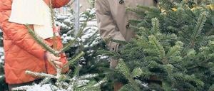 Die Qual der Wahl: Potsdamer beim Weihnachtsbaumverkauf vor dem Markt-Center in der Breiten Straße. Ist der Baum erst angeschafft, muss noch entschieden werden, wie er geschmückt werden soll.