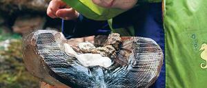 Umweltbildung. Grünes Klassenzimmer oder Leuchtpol Angebote für Kitas und Grundschulen gibt es jede Menge. Sie müssen in den Einrichtungen nur umgesetzt werden.