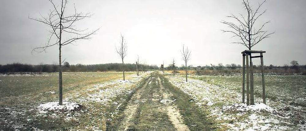 Die Rieselfelder bei Stahnsdorf.