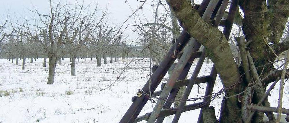 Alte Bäume, alte Technik: Werders Obstbauern benötigen Hilfe, damit die Kulturlanschaft erhalten bleibt.