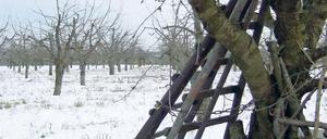 Alte Bäume, alte Technik: Werders Obstbauern benötigen Hilfe, damit die Kulturlanschaft erhalten bleibt.