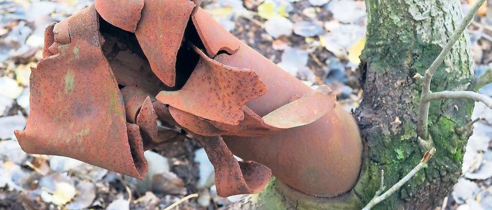 Idyll auf Truppenübungsplatz: Eine verrostete Panzergranate ist mit einem Baumstamm verwachsen.