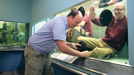 Spezialisten bei der Arbeit: Die im Naturkundemuseum gezeigten heimischen Raubfische Hecht und Wels erhalten ein neues Zuhause.